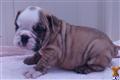 English Bulldog